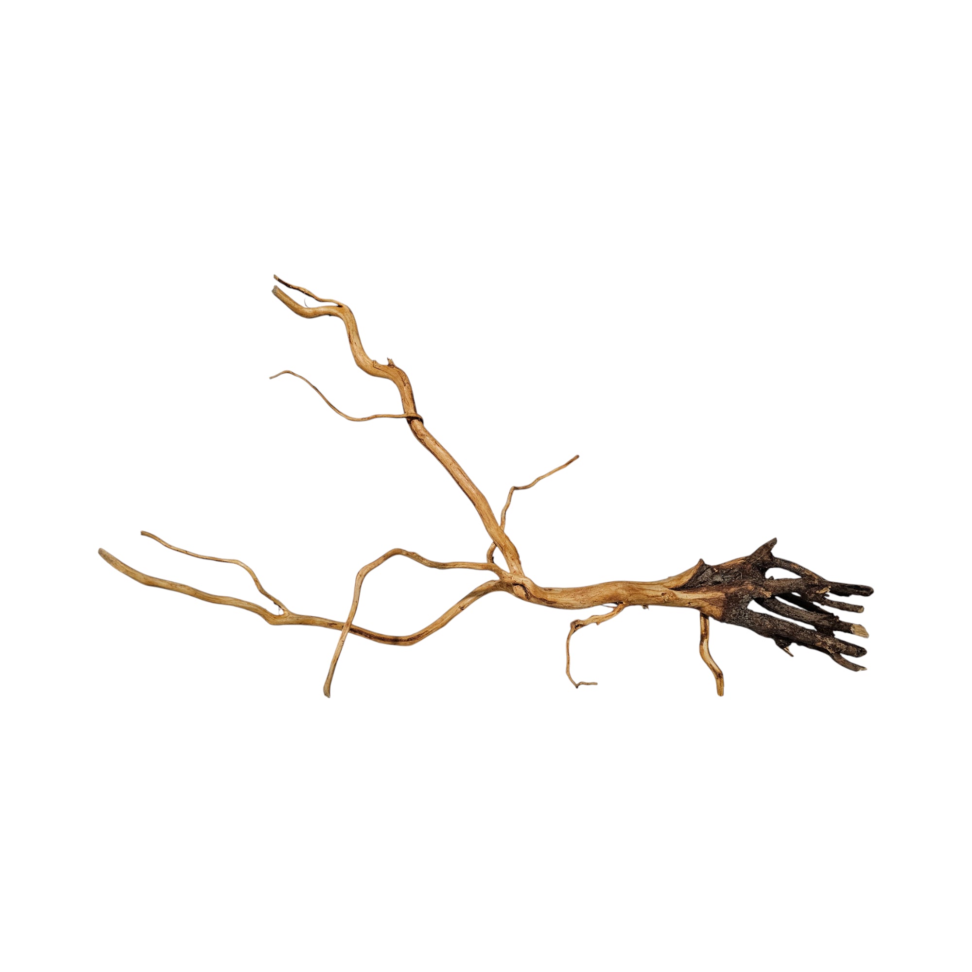 Raiz De Viñedo 20 - 30 cm