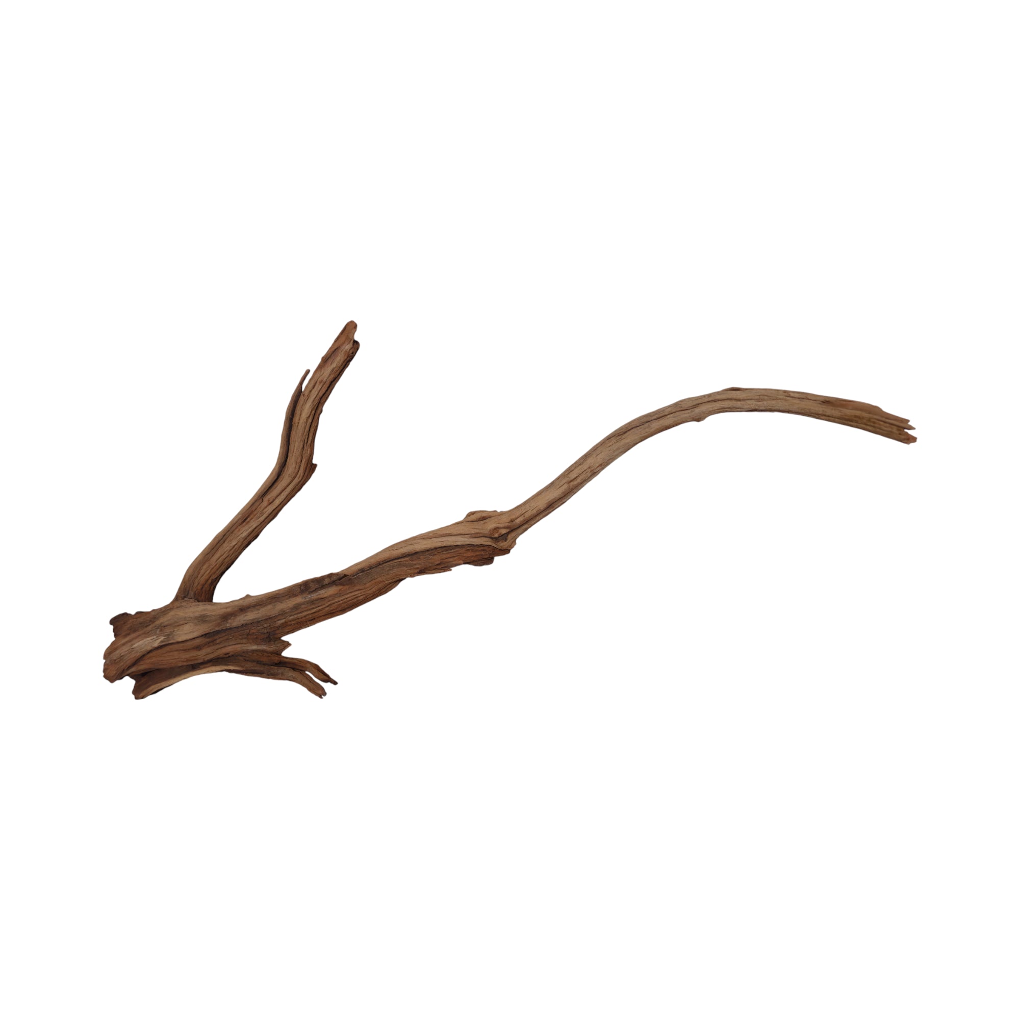 Raiz Manzanita Mediana