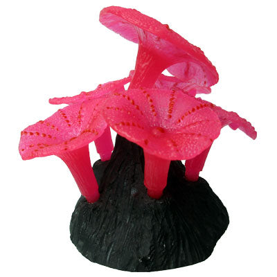 Anemonas Chico Sin Piedra