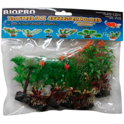 Plantas Bonsai Surtido 10 cm con 6